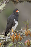 Image. Mountain Caracara