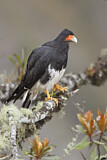 Image. Mountain Caracara