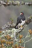 Image. Mountain Caracara