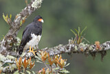 Image. Mountain Caracara