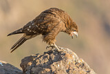 Image. Mountain Caracara