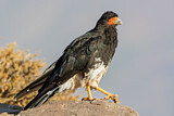 Image. Mountain Caracara