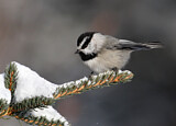 Image. Mountain Chickadee
