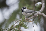 Image. Mountain Chickadee