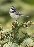Image. Mountain Chickadee