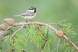 Image. Mountain Chickadee