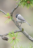 Image. Mountain Chickadee