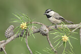 Image. Mountain Chickadee