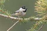 Image. Mountain Chickadee