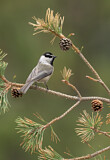 Image. Mountain Chickadee
