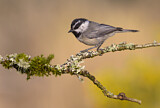 Image. Mountain Chickadee