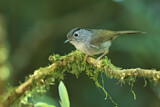 Image. Mountain Fulvetta