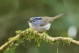 Image. Mountain Fulvetta