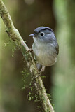 Image. Mountain Fulvetta