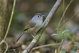 Image. Mountain Fulvetta