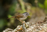 Image. Mountain Fulvetta
