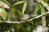 Image. Mountain Fulvetta