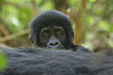 Image. Mountain Gorilla