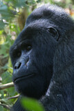 Image. Mountain Gorilla