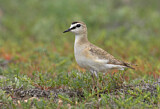 Image. Mountain Plover