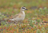 Image. Mountain Plover
