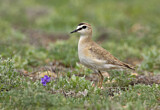 Image. Mountain Plover