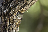 Image. Mountain Pygmy Owl 