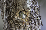 Image. Mountain Pygmy Owl 
