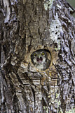 Image. Mountain Pygmy Owl 