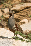 Image. Mountain Quail