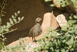 Image. Mountain Quail