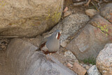 Image. Mountain Quail