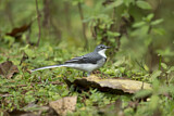 Image. Mountain Wagtail