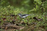 Image. Mountain Wagtail