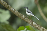 Image. Mountain Wagtail