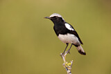Image. Mountain Wheatear