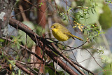 Image. Mountain Yellow Warbler