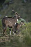 Image. Mountain nyala 