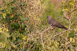 Image. Mourning Collared Dove 