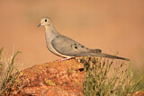 Image. Mourning Dove