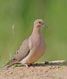 Image. Mourning Dove