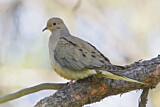 Image. Mourning Dove