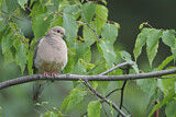 Image. Mourning Dove