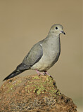 Image. Mourning Dove