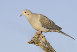 Image. Mourning Dove