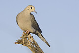 Image. Mourning Dove