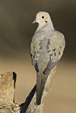 Image. Mourning Dove