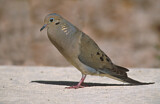 Image. Mourning Dove