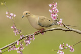 Image. Mourning Dove