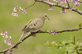Image. Mourning Dove
